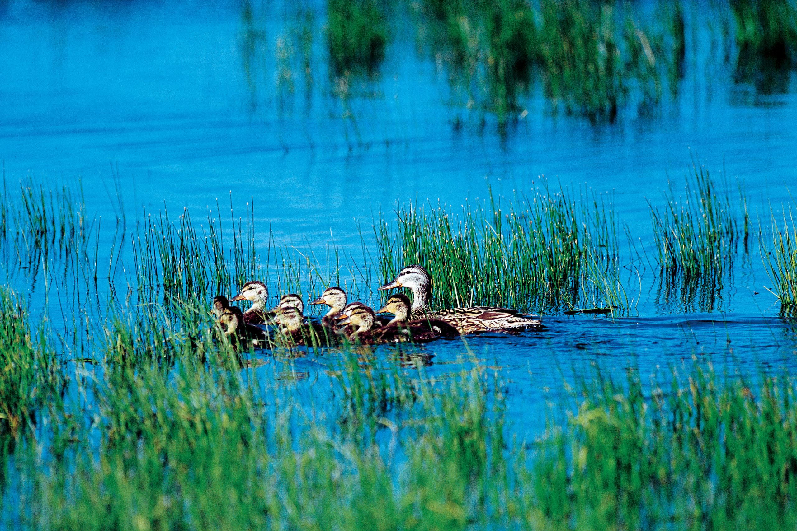 k-s-potash-canada-partners-with-ducks-unlimited-to-execute-landmark-2