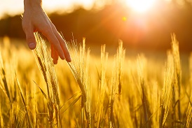 Farmer's hands touch young wheat in the sunset light